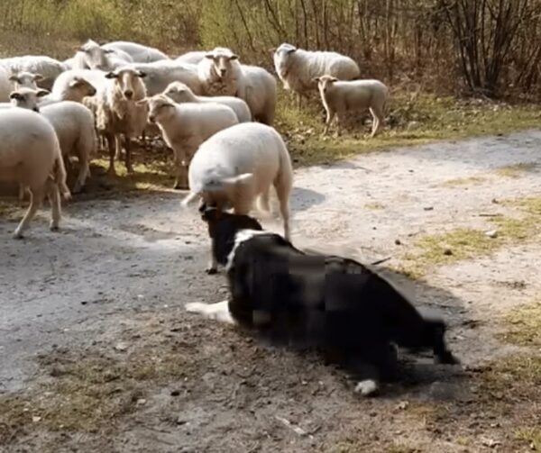 Feisty Lamb's Epic Standoff with Sheepdog Will Make Your Day-1