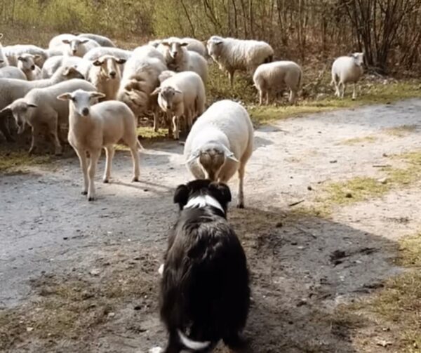 Feisty Lamb's Epic Standoff with Sheepdog Will Make Your Day-1