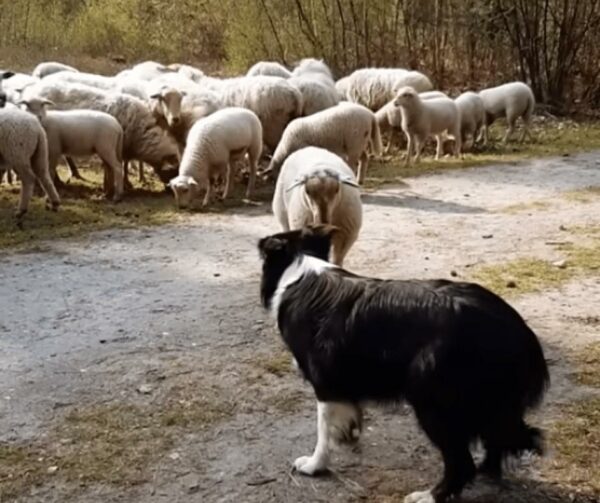 Feisty Lamb's Epic Standoff with Sheepdog Will Make Your Day-1