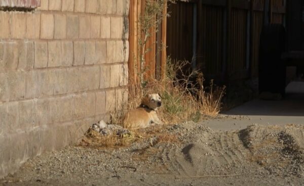 From Abandoned to Adored: The Unbelievable Transformation of a Forgotten Dog-1