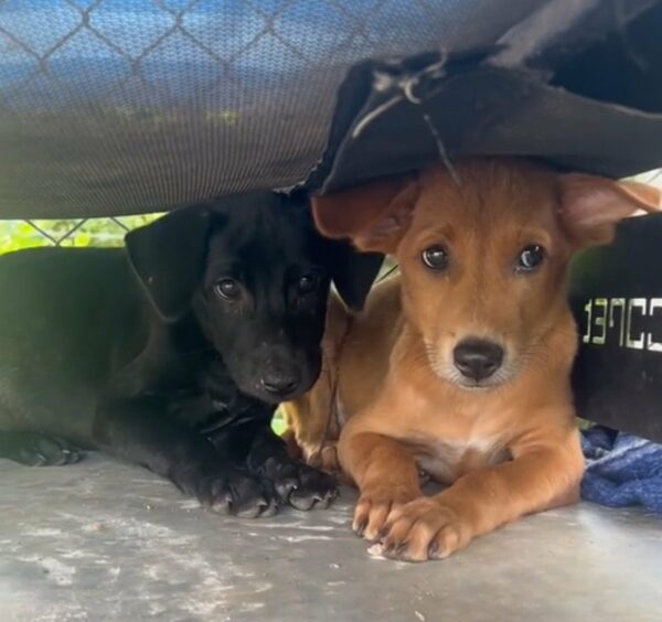 From Fear to Forever: The Unbelievable Journey of These Two Stray Pups-1