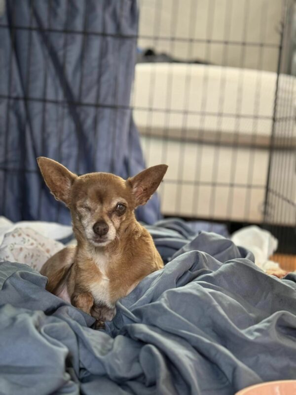 From Neglect to Joy: Senior Dog's Heartfelt Transformation Will Make You Tear Up-1