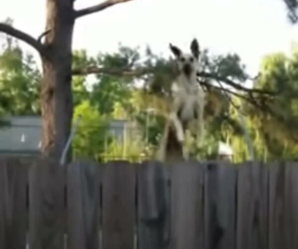 Giant Dog’s Hilarious Trampoline Antics Have Neighbors in Stitches!-1