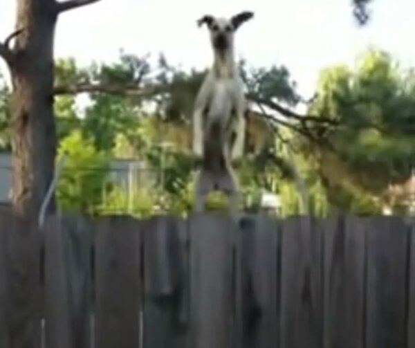 Giant Dog’s Hilarious Trampoline Antics Have Neighbors in Stitches!-1