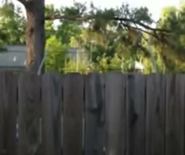 Giant Dog’s Hilarious Trampoline Antics Have Neighbors in Stitches!-1