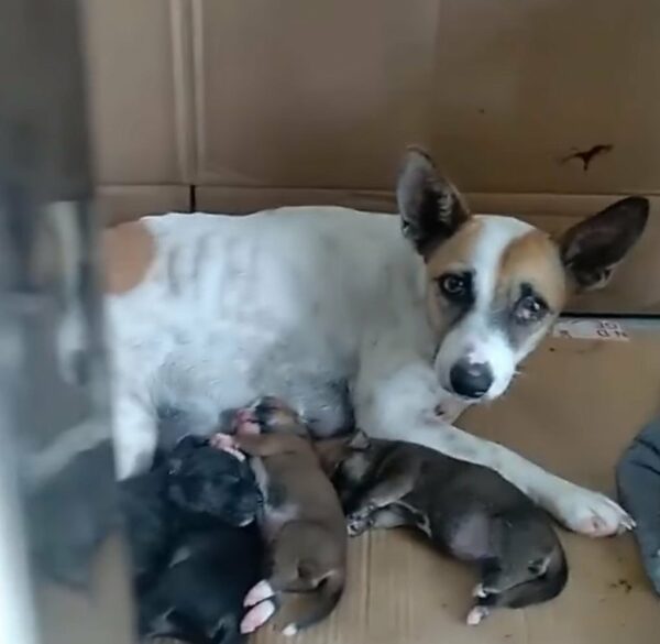 Heart-Wrenching Tale of a Pregnant Dog's Plea for Survival-1