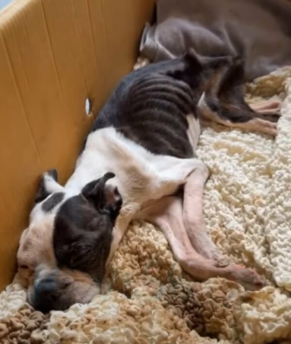 Heartbreaking Devotion: Dog Refuses to Leave Owner's Side Even After Death-1