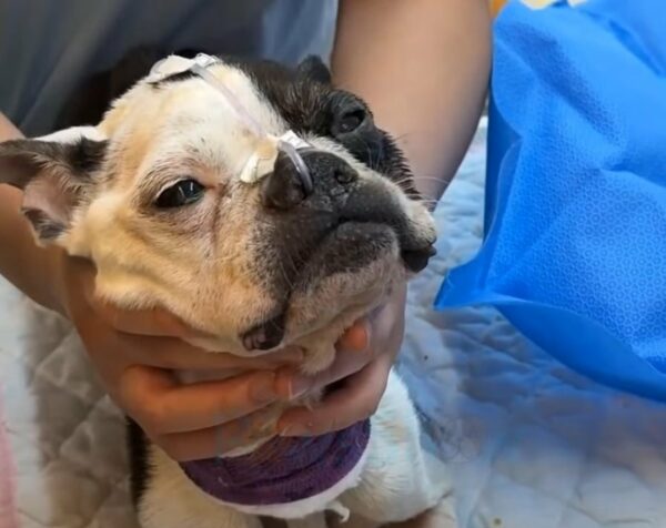 Heartbreaking Devotion: Dog Refuses to Leave Owner's Side Even After Death-1