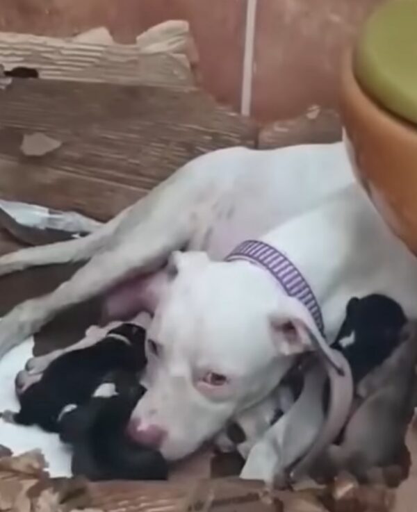 Heartbreaking Footage Reveals Man's Shocking Betrayal of Pregnant Pup-1