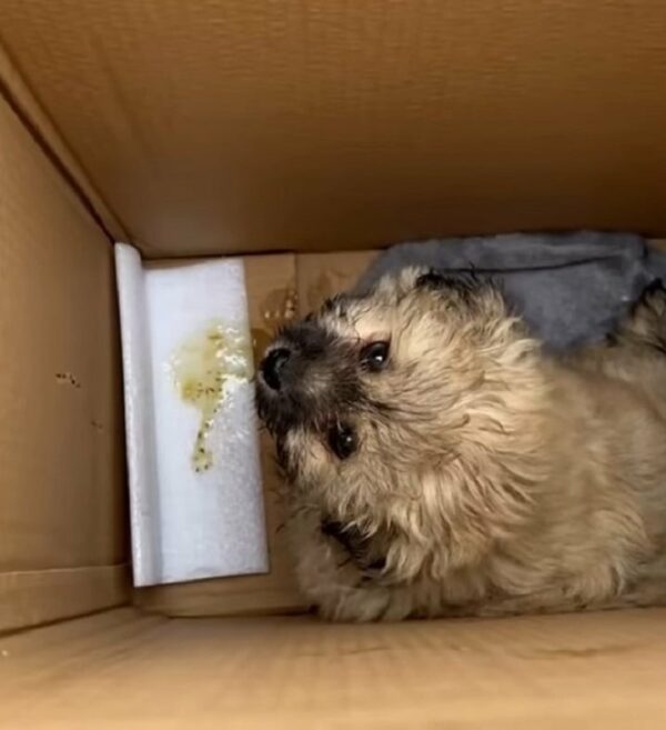 Helpless Puppy Trapped in Bush Pleads for a Miracle Rescue-1