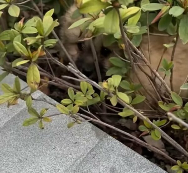 Helpless Puppy Trapped in Bush Pleads for a Miracle Rescue-1