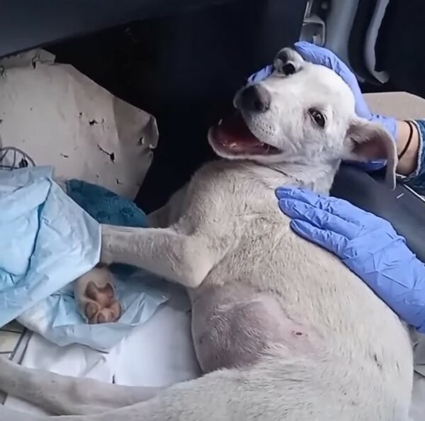 Injured Dog Waits on Roadside, Will Anyone Save Him?-1