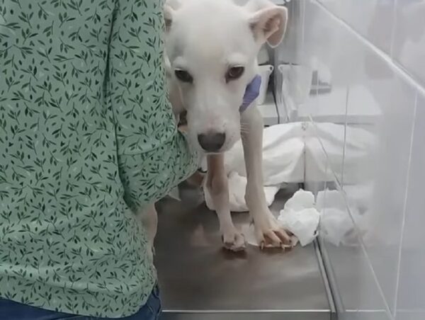 Injured Dog Waits on Roadside, Will Anyone Save Him?-1