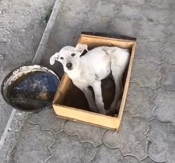 Injured Dog Waits on Roadside, Will Anyone Save Him?-1