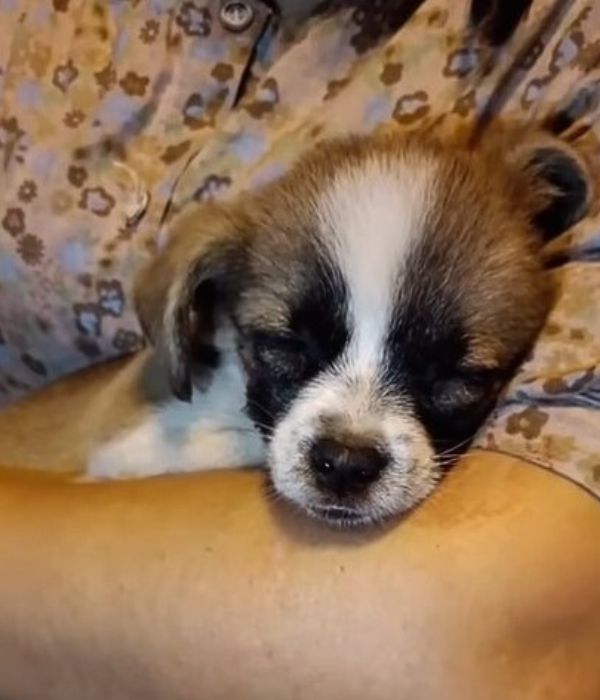 Injured Puppy’s Tearful Plea for Help Leaves Everyone in Tears-1