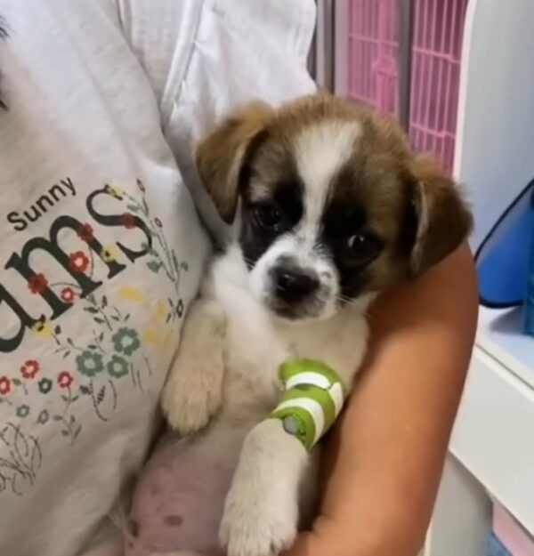 Injured Puppy’s Tearful Plea for Help Leaves Everyone in Tears-1