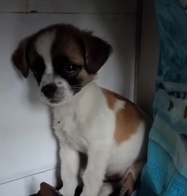 Injured Puppy’s Tearful Plea for Help Leaves Everyone in Tears-1