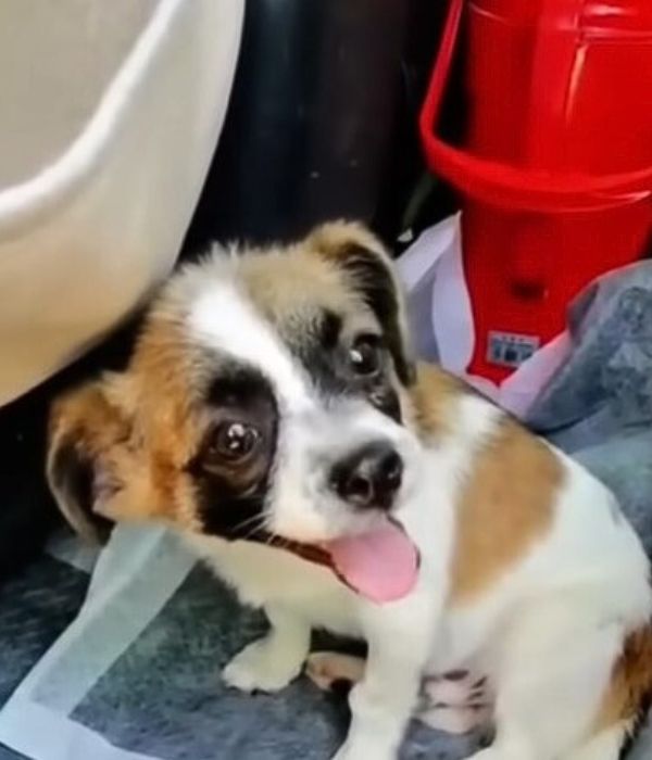 Injured Puppy’s Tearful Plea for Help Leaves Everyone in Tears-1