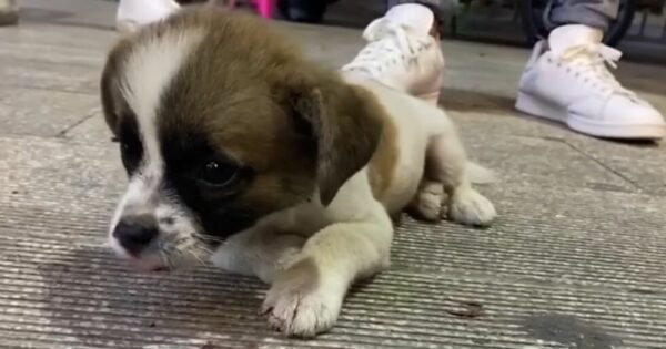 Injured Puppy’s Tearful Plea for Help Leaves Everyone in Tears-1