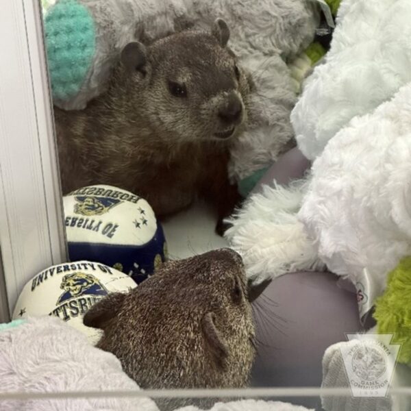 Kid Discovers Bizarre Surprise Inside Claw Machine That Left Everyone Stunned-1