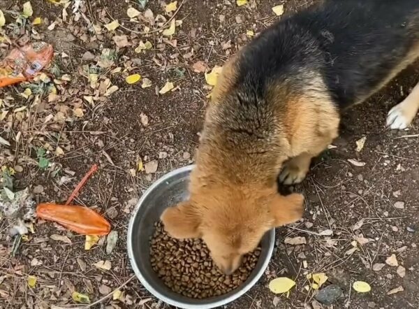 Man Follows Stray Dog and Discovers Heart-Melting Secret-1