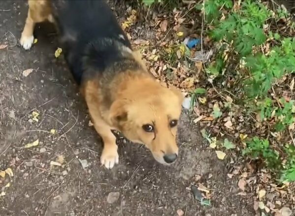 Man Follows Stray Dog and Discovers Heart-Melting Secret-1