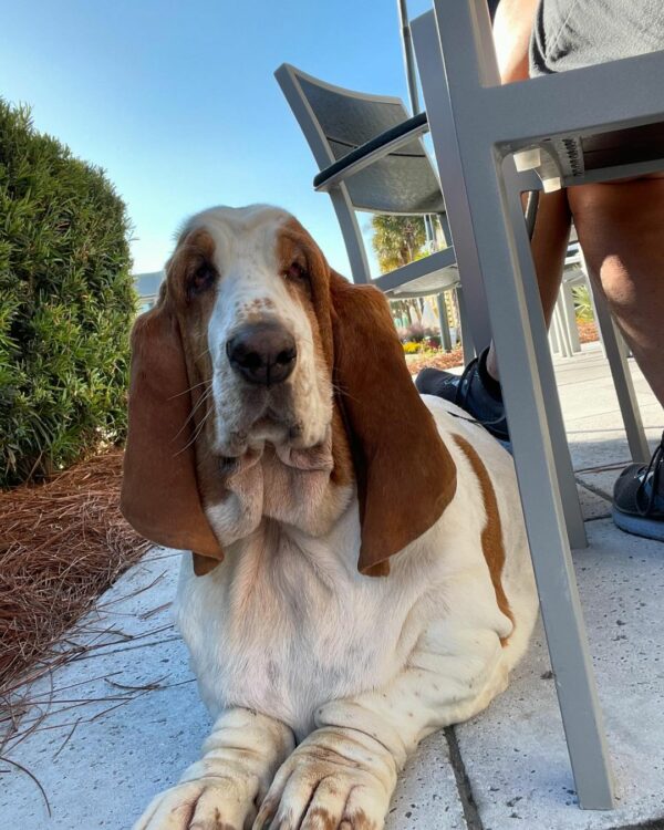 Man's Heart Melts When He Meets This Irresistible Basset Hound Puppy-1