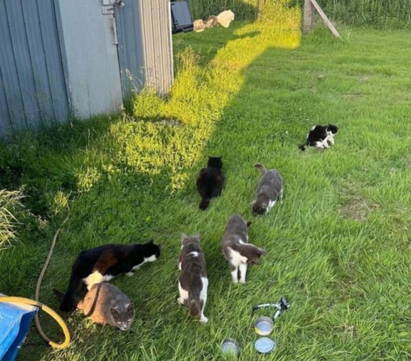 Man's Unexpected Rescue Mission for Stranded Cats Takes a Surprising Turn-1