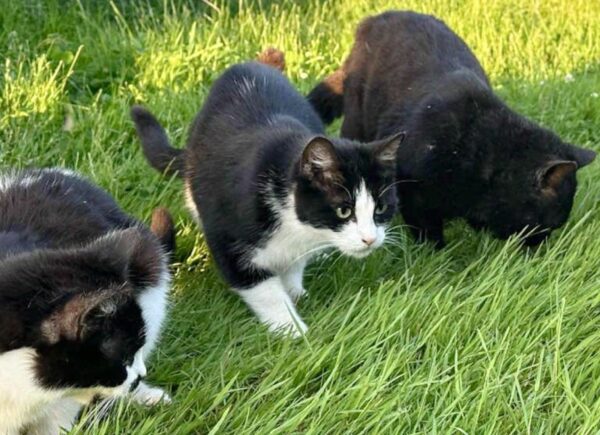 Man's Unexpected Rescue Mission for Stranded Cats Takes a Surprising Turn-1