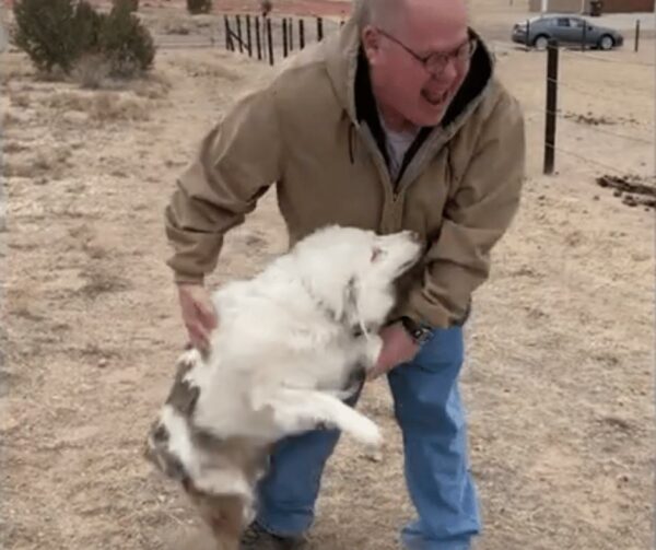 Miraculous Reunion: Disabled Dog's Unbelievable Reaction to Seeing Owner After a Year-1