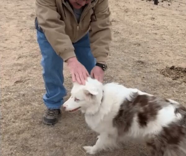 Miraculous Reunion: Disabled Dog's Unbelievable Reaction to Seeing Owner After a Year-1