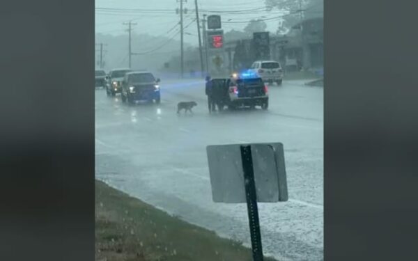 Police Officer's Rainy Day Heroics: You Won't Believe What He Did for This Stray Dog-1