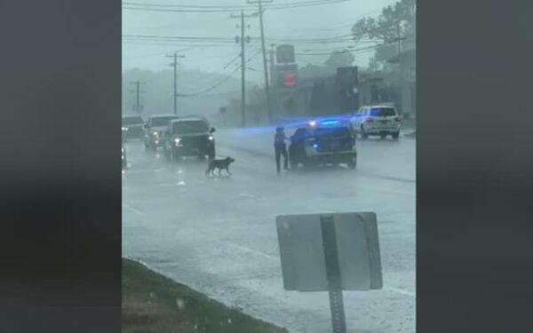 Police Officer's Rainy Day Heroics: You Won't Believe What He Did for This Stray Dog-1