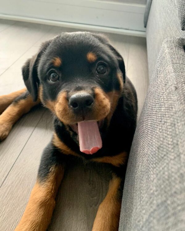 Prepare to Be Amazed: These Rottweilers Will Melt Your Heart!-1