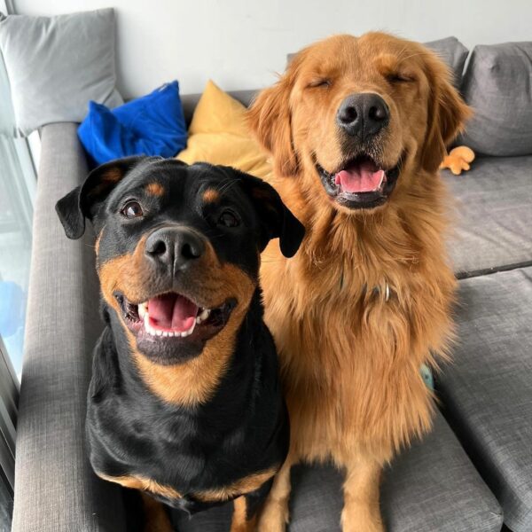 Prepare to Be Amazed: These Rottweilers Will Melt Your Heart!-1