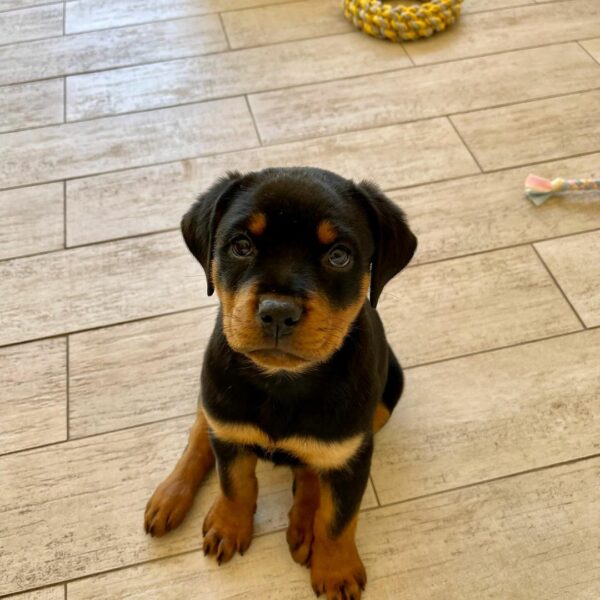 Prepare to Be Amazed: These Rottweilers Will Melt Your Heart!-1