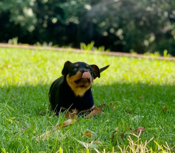 Prepare to Be Amazed: These Rottweilers Will Melt Your Heart!-1