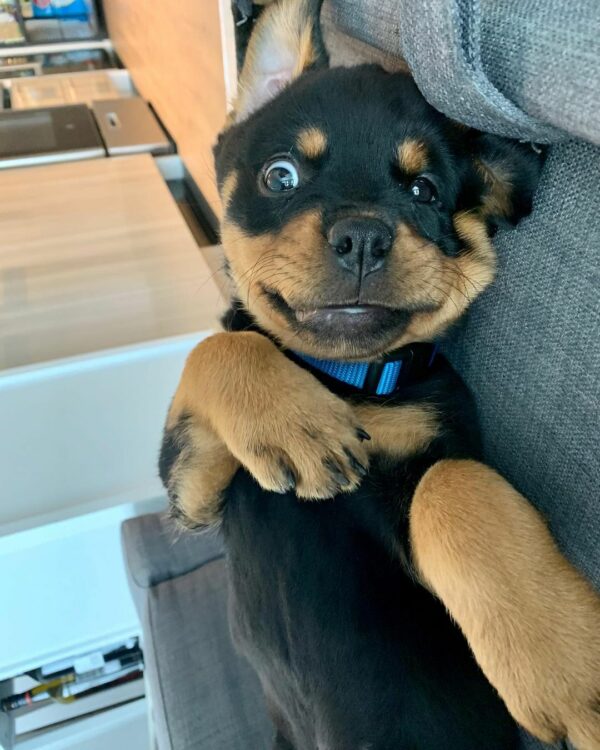 Prepare to Be Amazed: These Rottweilers Will Melt Your Heart!-1