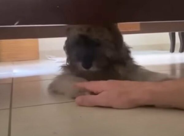 Puppy’s Heartbreaking Plea for Help Will Leave You in Tears—See His Incredible Journey!-1