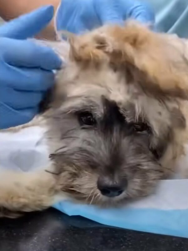 Puppy’s Heartbreaking Plea for Help Will Leave You in Tears—See His Incredible Journey!-1