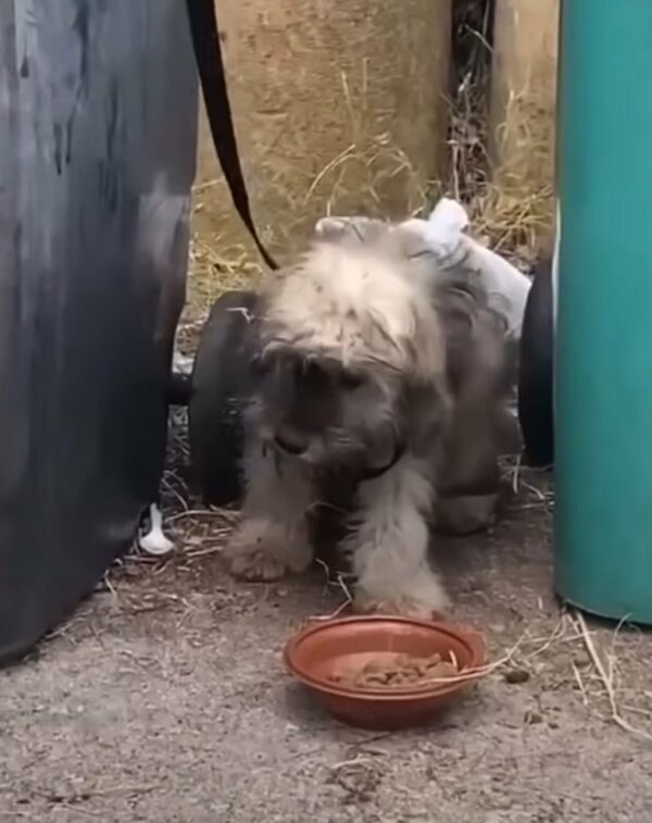 Puppy’s Heartbreaking Plea for Help Will Leave You in Tears—See His Incredible Journey!-1