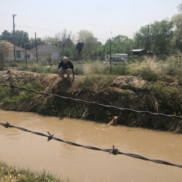 Pup's Desperate Struggle in Canal Ends in Unbelievable Rescue-1