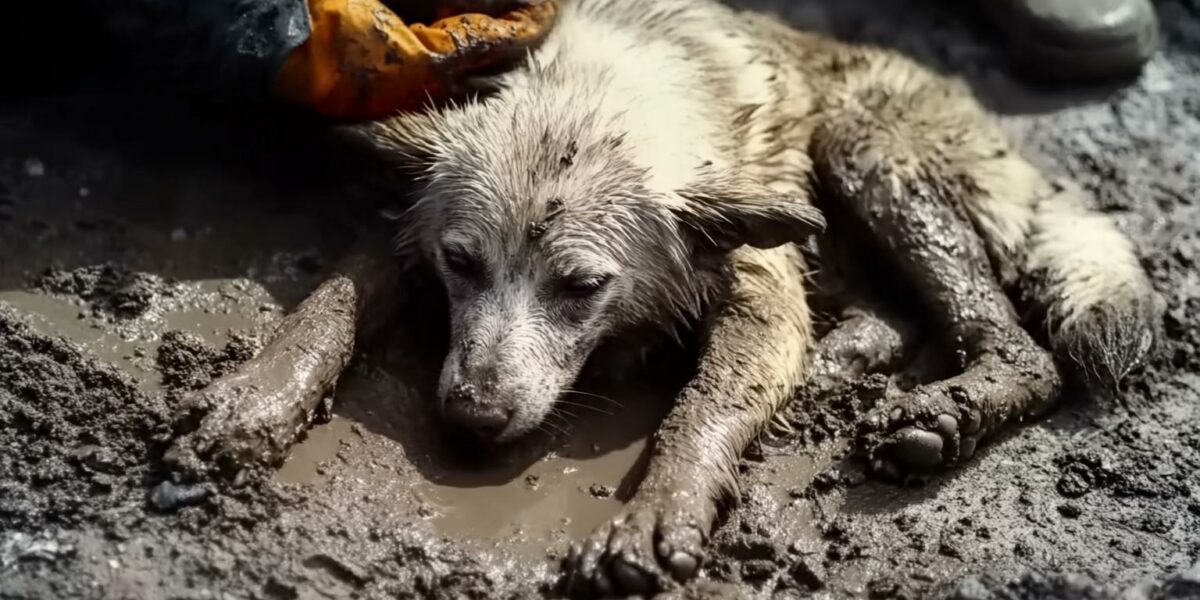 Rescue Mission Ends In Tear-Jerking Farewell