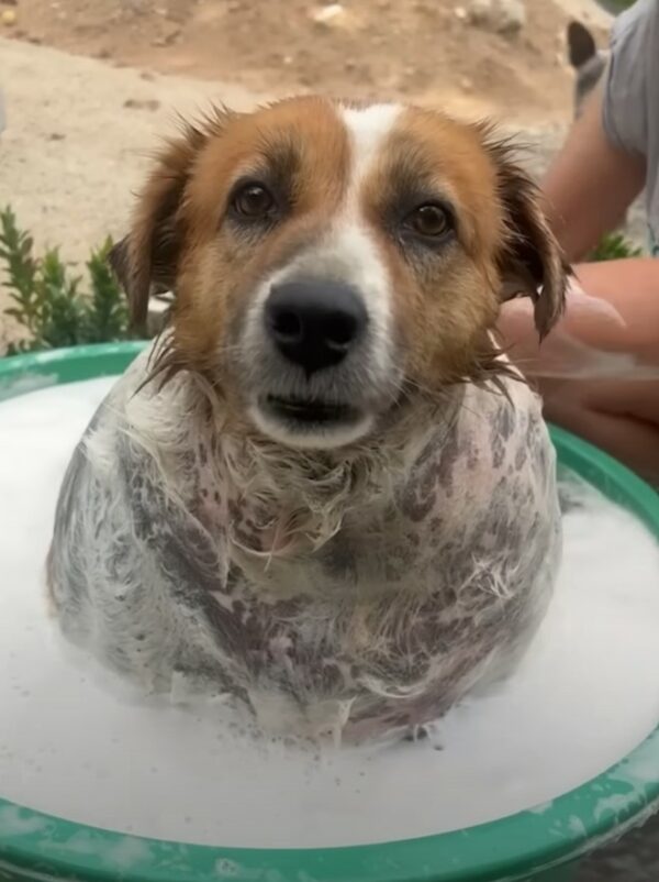 Rescue Mission Transforms Overweight Stray Pup into a Jubilant Companion, Defying All Odds!-1