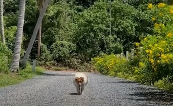 Rescue Mission Transforms Overweight Stray Pup into a Jubilant Companion, Defying All Odds!-1