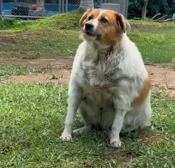 Rescue Mission Transforms Overweight Stray Pup into a Jubilant Companion, Defying All Odds!-1