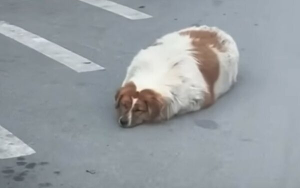 Rescue Mission Transforms Overweight Stray Pup into a Jubilant Companion, Defying All Odds!-1