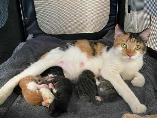 Rescued Cat's Miraculous Transformation: From Street Stray to Proud Mom in Just 48 Hours-1