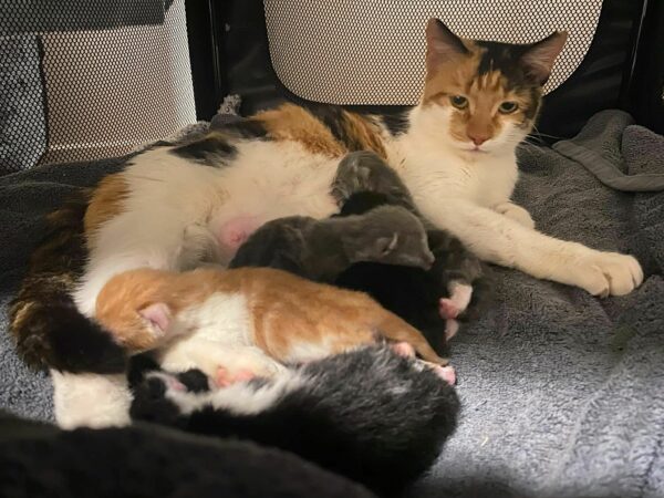 Rescued Cat's Miraculous Transformation: From Street Stray to Proud Mom in Just 48 Hours-1