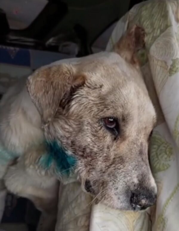 Rescued Dog With Shattered Jaw Finds A Glimmer Of Hope In Abandoned Backyard-1